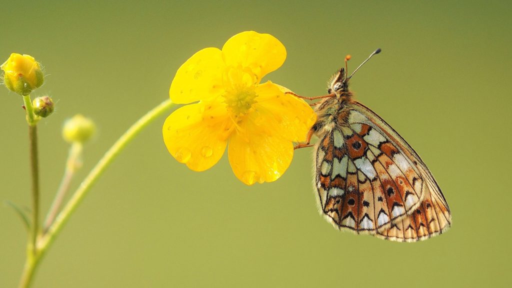 randonnées naturalistes, conférences, bains de nature, ...
Toute l'année